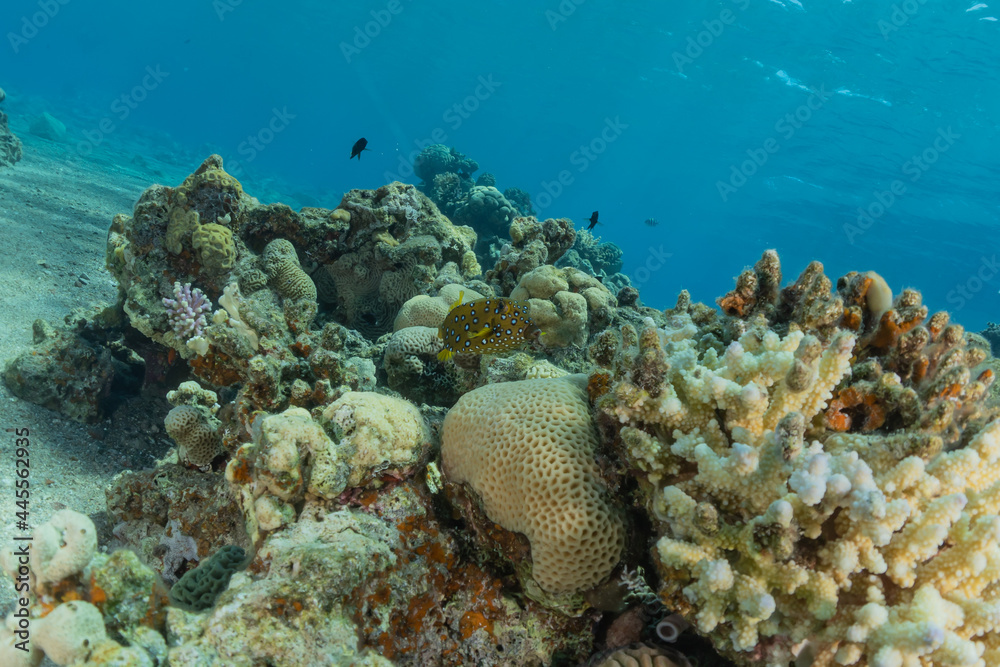 Coral reef and water plants in the Red Sea, Eilat Israel
Coral reef and water plants in the Red Sea, Eilat Israel