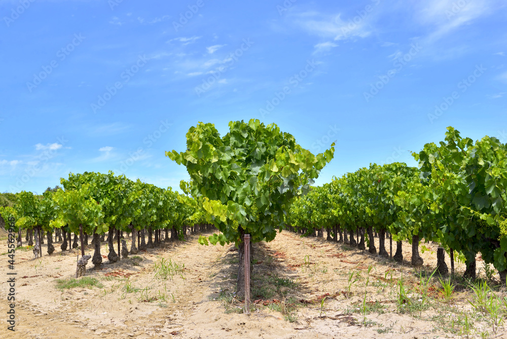 field of grape vine in summer with green foliage and grape growing