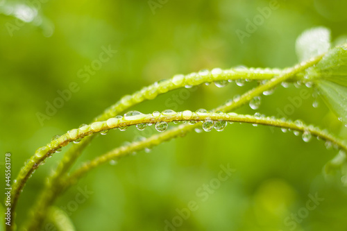 Selective focus of wet green stems photo