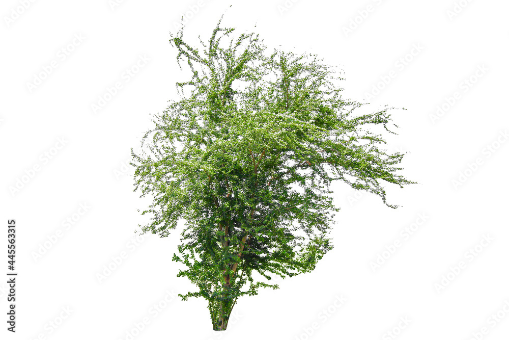Obraz premium Tree real isolate die cut on white background with clipping path