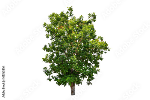 Tree real isolate die cut on white background with clipping path
