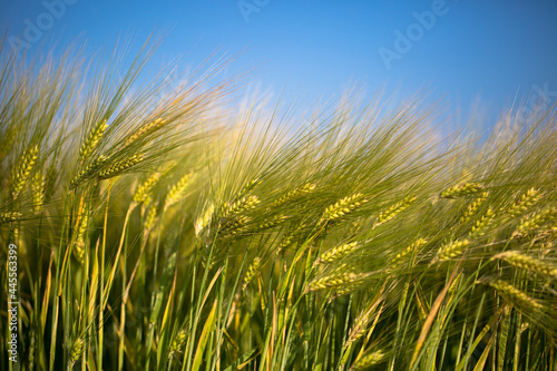 Sommer im Feld