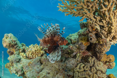 Lionfish in the Red Sea colorful fish  Eilat Israel 