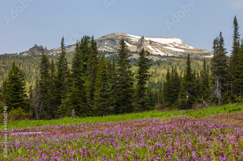 flower meadow in the mountain Shoria, Russia photo