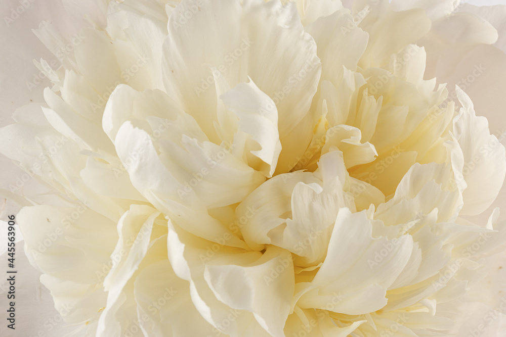 white peony flower isolated on light background