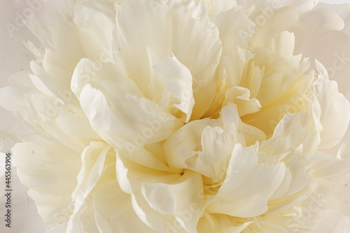 white peony flower isolated on light background © Olga
