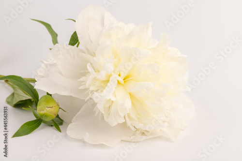 white peony flower isolated on light background