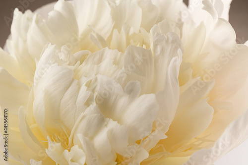 white peony flower isolated on light background