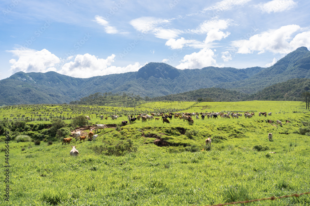 Pueblos de Jalisco México, paisaje vacas pastando en el pueblo de Mirandillas.
