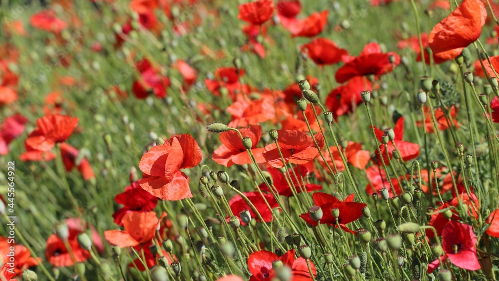 Beautiful field red poppies with selective focus in a botanical garden