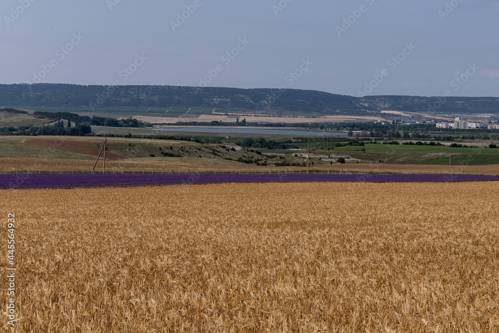 Grain field at the day light with blue sky Grain field at the day light with blue sky