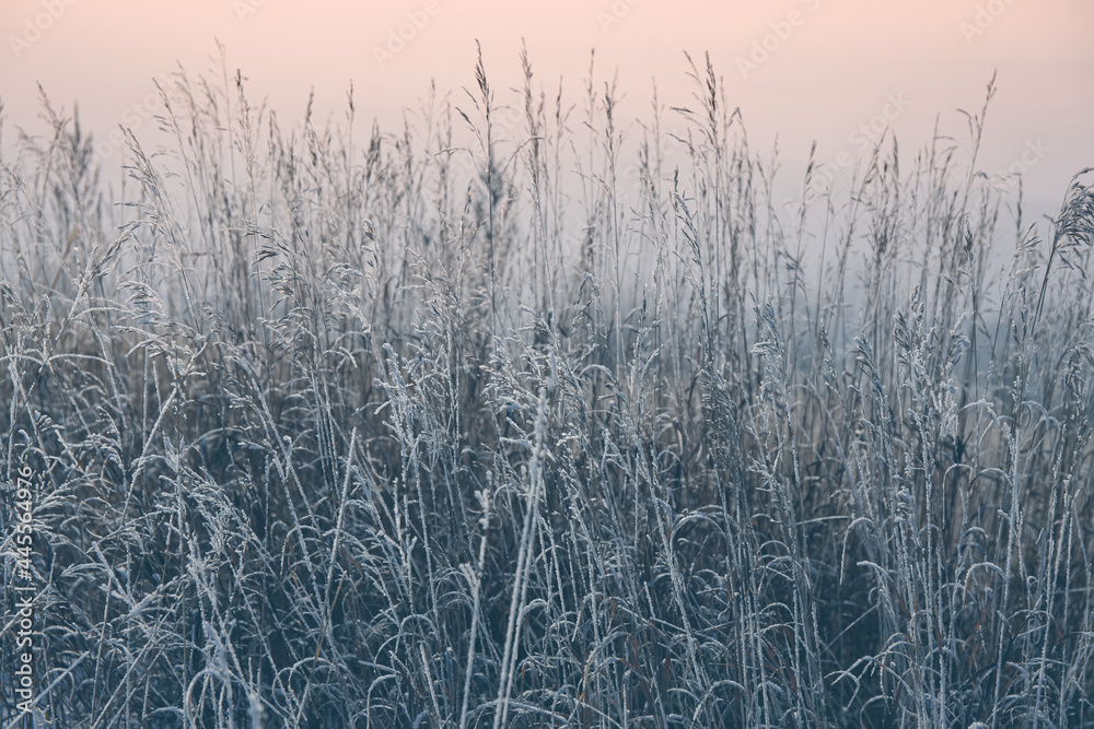 Fototapeta premium frozen grass in snow with abstract background
