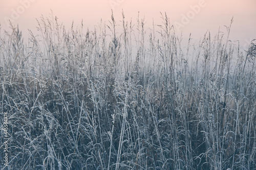 frozen grass in snow with abstract background