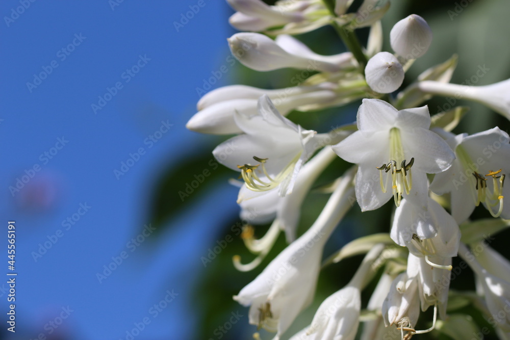Macro photo of a beautiful white hosta blooming against the sky background for banner
Macro photo of a beautiful white hosta blooming against the sky background for banner