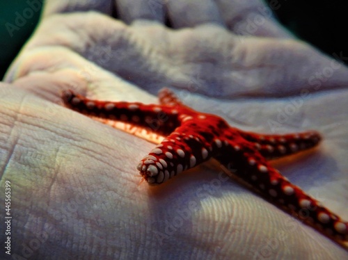 life in hand star fish Fromia ghardaqana, common name Ghardaqa sea star, is a species of marine starfish in the family Goniasteridae photo