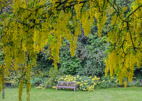 Tapeta Single bench with lush greenery - yellow laburnum tree leaves in foreground