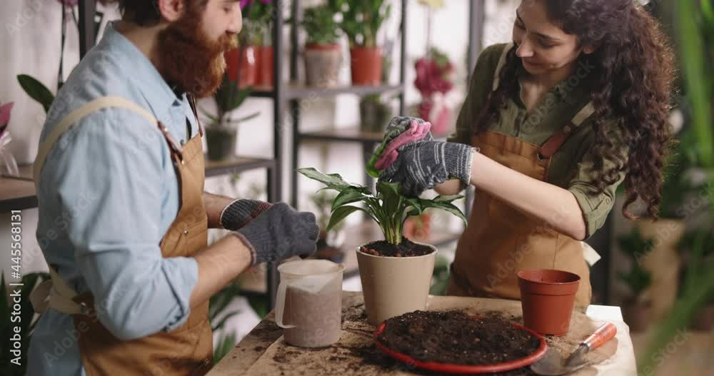 Young flower shop employees taking care of plants in pots. Diverse multiethnic couple working at greenhouse - small business people 4k footage Young flower shop employees taking care of plants in pots. Diverse multiethnic couple working at greenhouse - small business people 4k footage