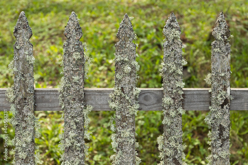 Old gray wooden fence with lichen, background