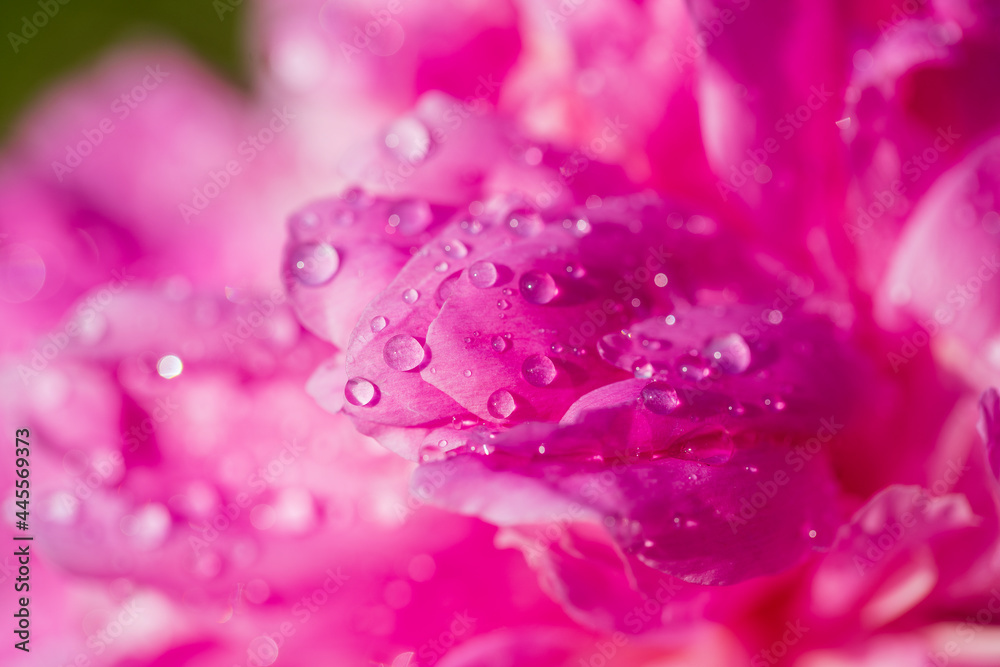 Beautiful pink peony with raindrops in garden, macro Beautiful pink peony with raindrops in garden, macro