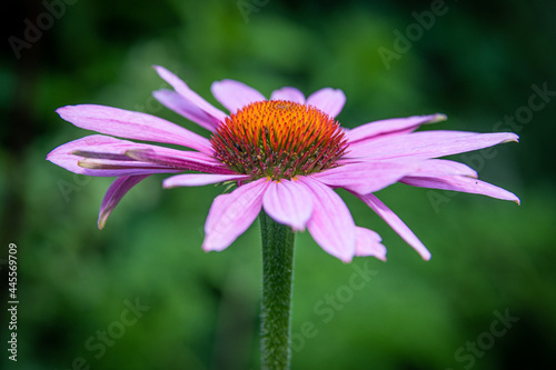 A side view on a purple coneflower as it opened.