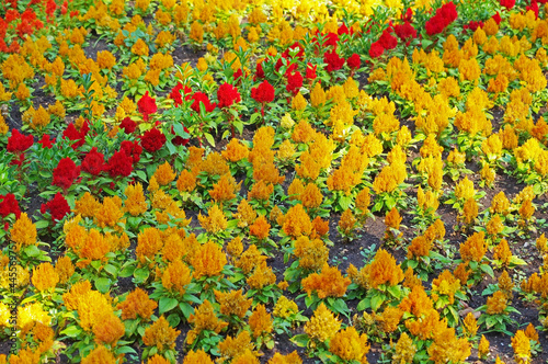 beautiful yellow and red flowers