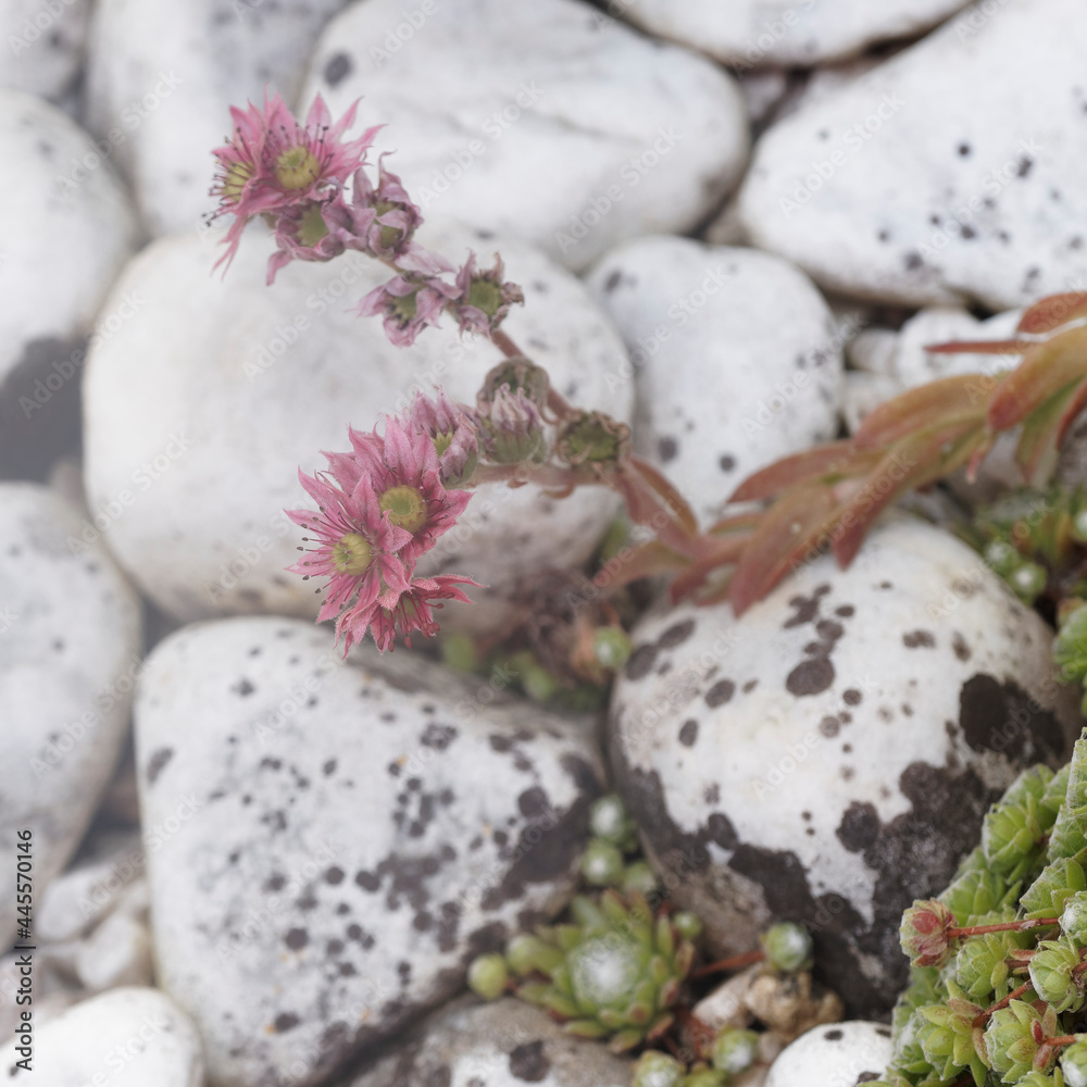 Fleurs étoilées rose carmin sur sol rocailleux de joubarbe à toile d'araignée ou voile de la mariée (Sempervivum arachnoideum) Fleurs étoilées rose carmin sur sol rocailleux de joubarbe à toile d'araignée ou voile de la mariée (Sempervivum arachnoideum)