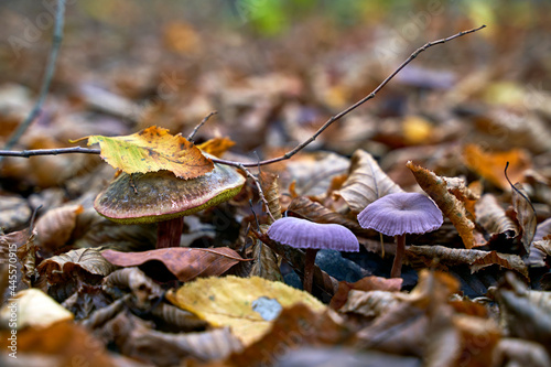 Satan's bolete or rubroboletus satanas mushroom growing next to a couple of amethyst deceiver or laccaria amethystina in an autumn forest photo