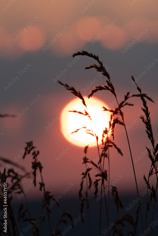 photo of a grass thallus in the evening at the sunset, with purple and pink sky with golden sun in the background