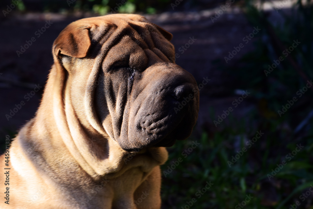 perro mascota shar pei macho animal cara compamia arrugas