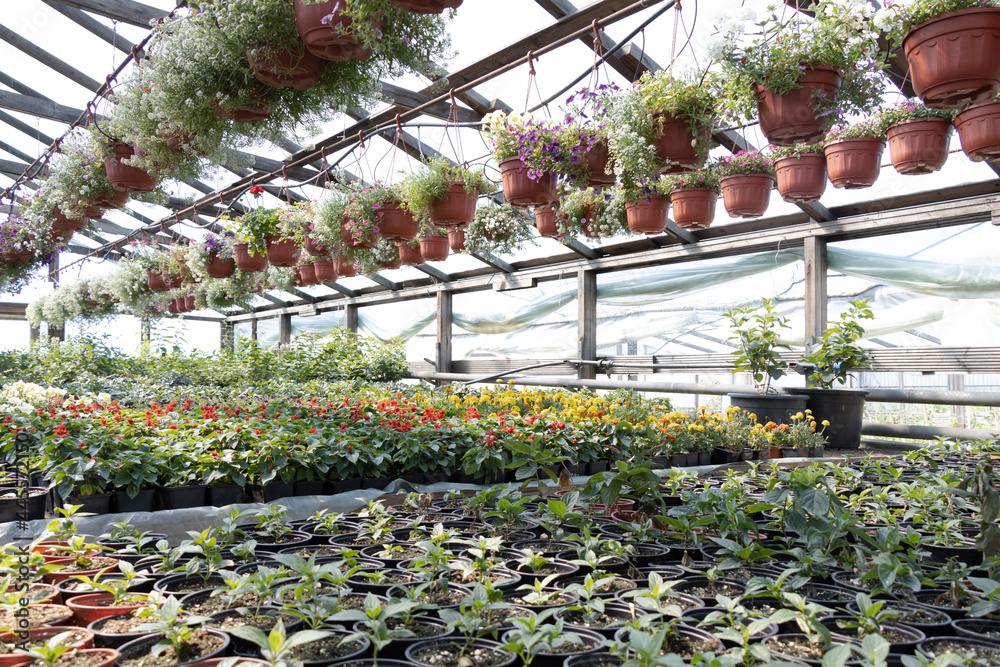 Obraz premium Industrial growth of different flowers in greenhouse.