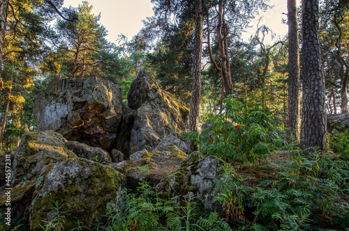 Big rock in middle of forest in Finland