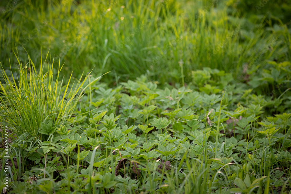 Abstract background. Weeds in the garden. Forage grass for animals. Field grass. View of the green lawn on a warm summer evening. Abstract background. Weeds in the garden. Forage grass for animals. Field grass. View of the green lawn on a warm summer evening.