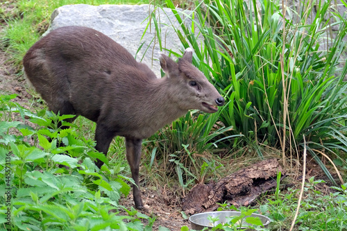 Schopfhirsch ( Elaphodus cephalophus michianus ). photo