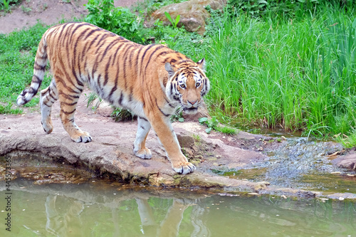 Sibirischer Tiger   Panthera tigris altaica  .