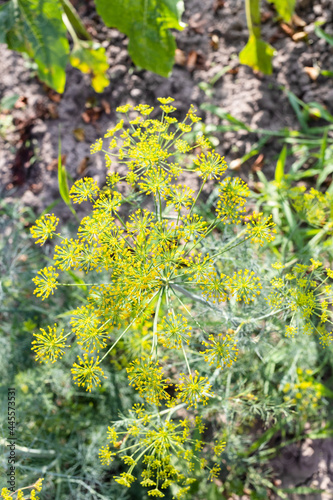 top view of flowering dill plant on garden bed