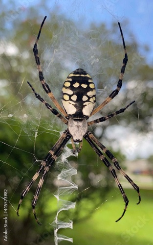 Garden Orb Spider in her web