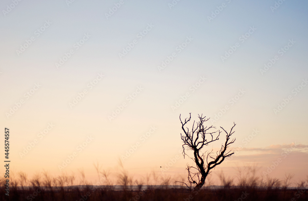 tree in the sunset