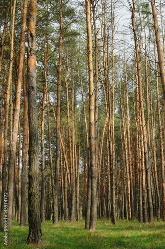 Fototapeta Naklejka Na Ścianę i Meble -  Beautiful forest with pine trees with back sun light. Peaceful place outside