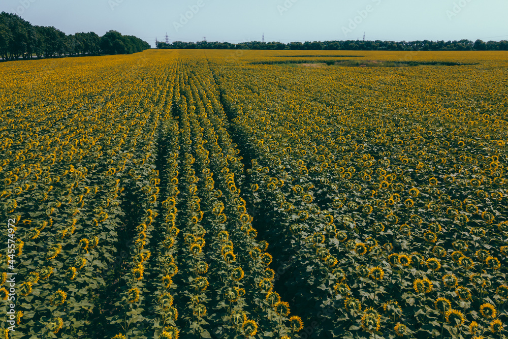Field with bright yellow sunflowers on a sunny day. Aerial photography, drone photography. Perfect wallpaper. Aerial view of a sunflower field in summer. Drone photography texture image