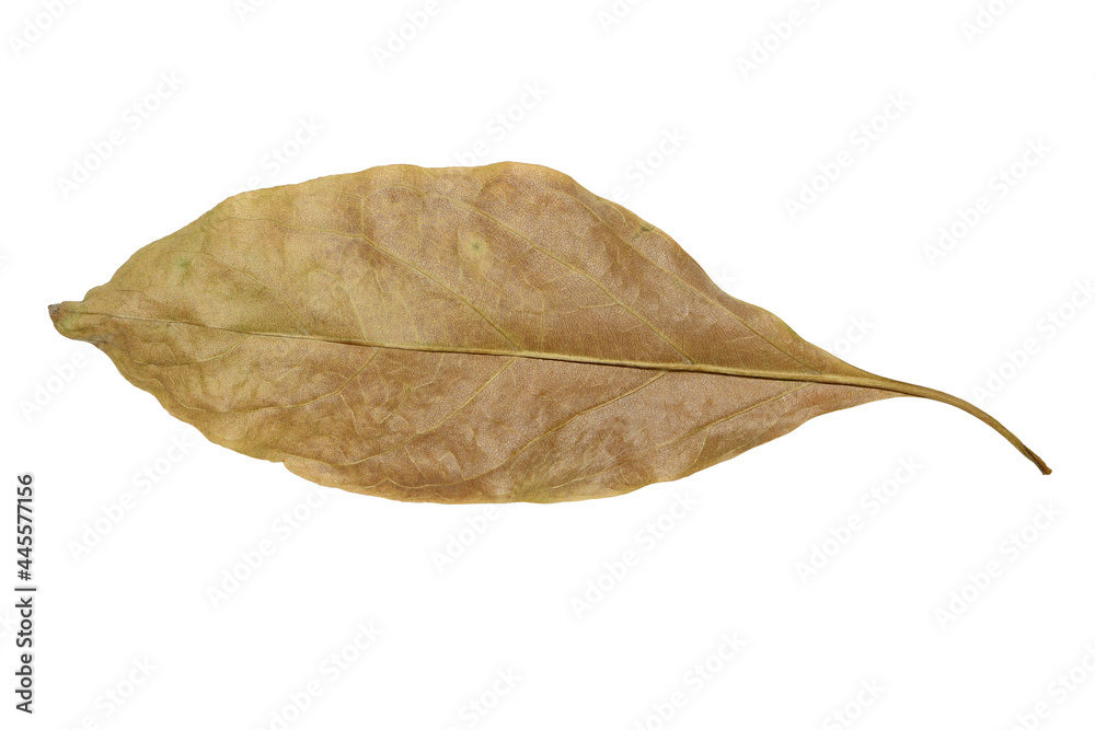 dried leaf isolated on white background.