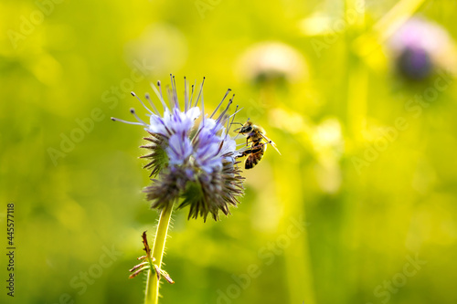 Shallow focus of a bee harvesting pollen from a phacelia flower photo