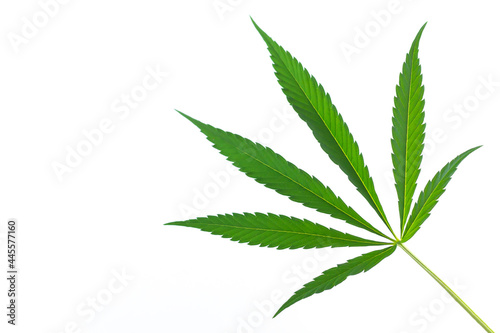Hemp or cannabis marijuana leaf isolated on white background
