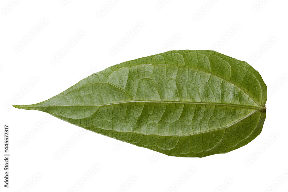 Obraz premium green leaf isolated on white background