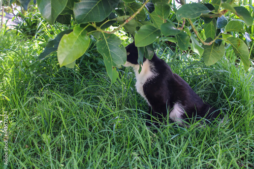 Un gato de tonos negros y blancos en un pasto con arboles y plantas de hojas verdes photo