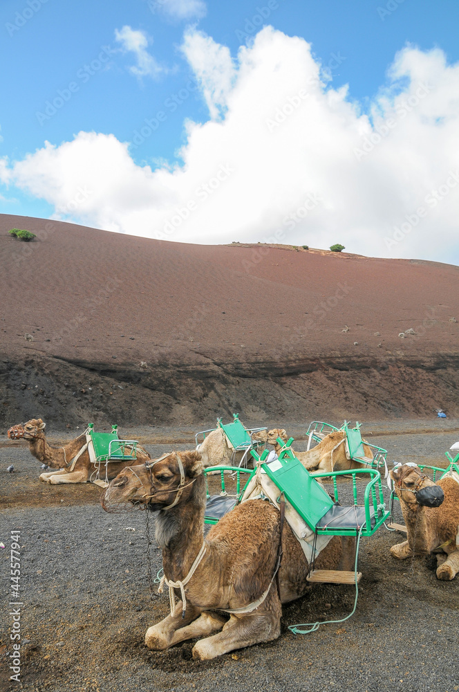 Camellos para transporte de turistas en la zona volcánica de Timanfaya en la isla de Lanzarote, Canarias