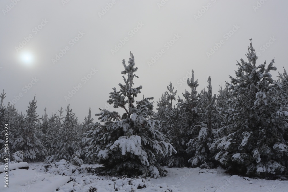 Snow covered pine trees in Oberon with dirt road and sun trying to break through the dense fog. Snow covered pine trees in Oberon with dirt road and sun trying to break through the dense fog.