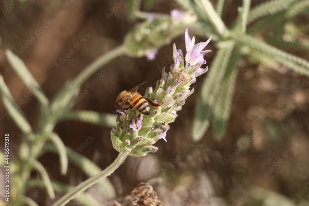 Bee on Lavender Flower. Abelha em Flor de Lavanda. Bee on Lavender Flower. Abelha em Flor de Lavanda.