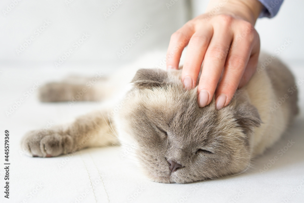 Lazy  scottish fold  cat with womans hand on a gray background. World Pet Day. Female hand stroking a sleeping  beige cat
