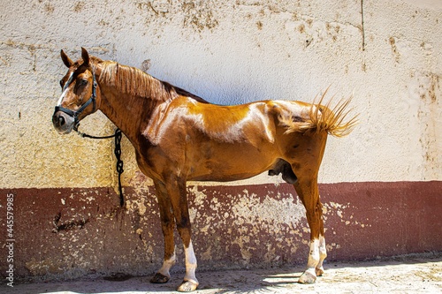 Beautiful Brown hors