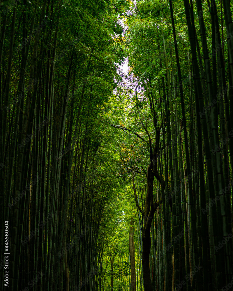 Fototapeta premium amazing green bamboo forest in kyoto japan